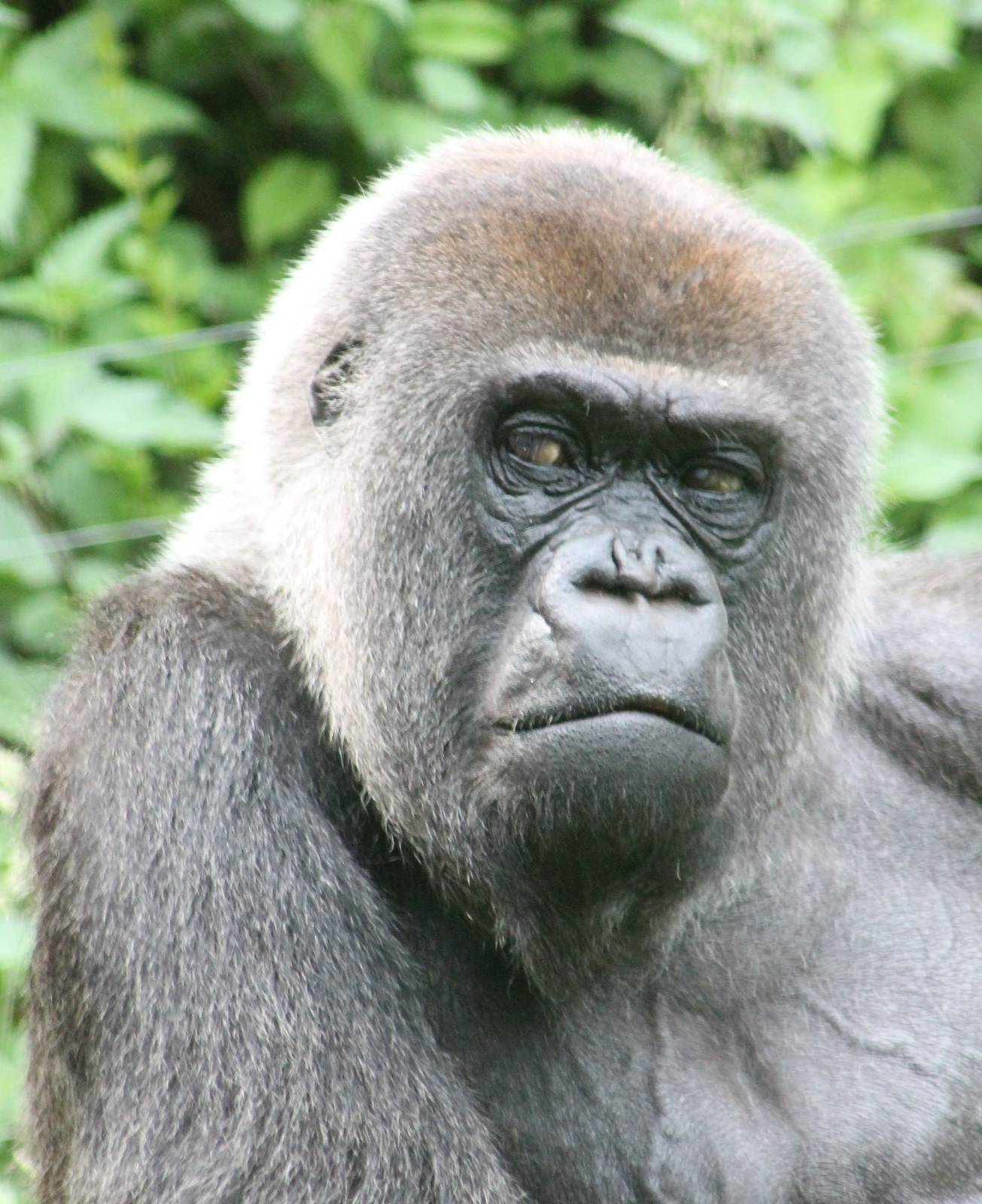 Western lowland gorilla