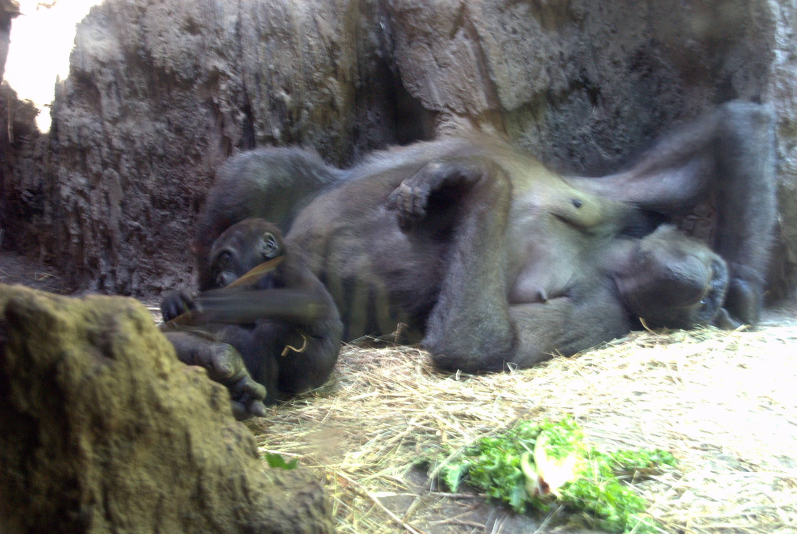 Western Lowland Gorilla