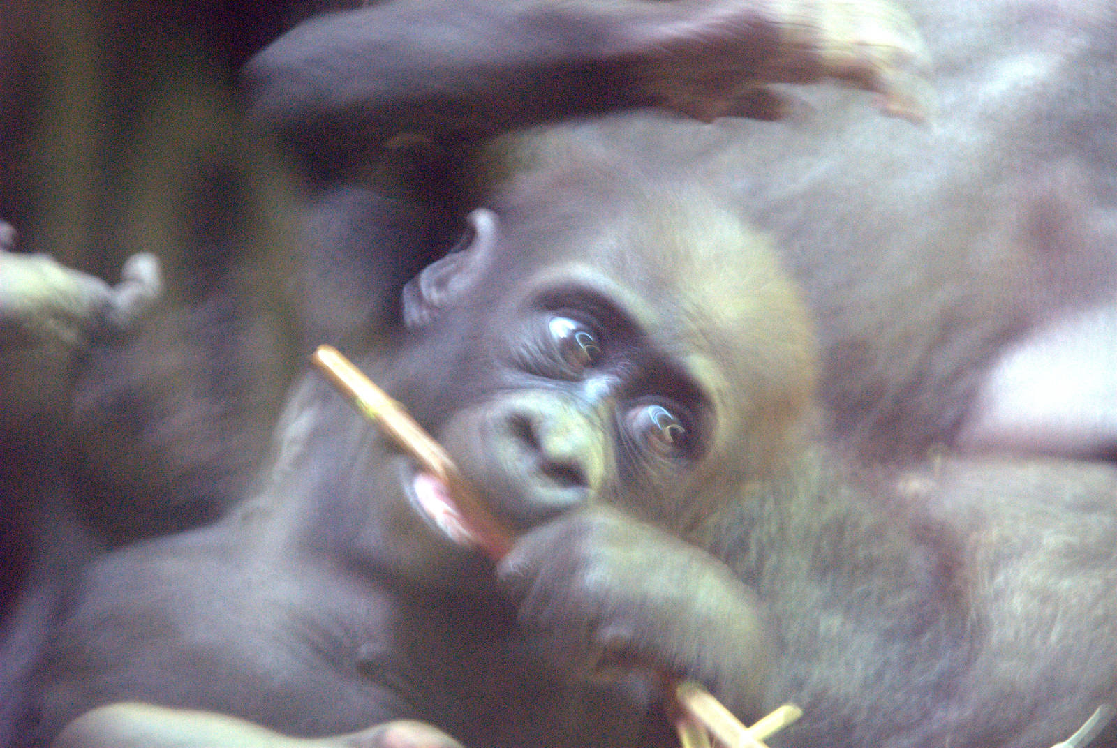 Western Lowland Gorilla