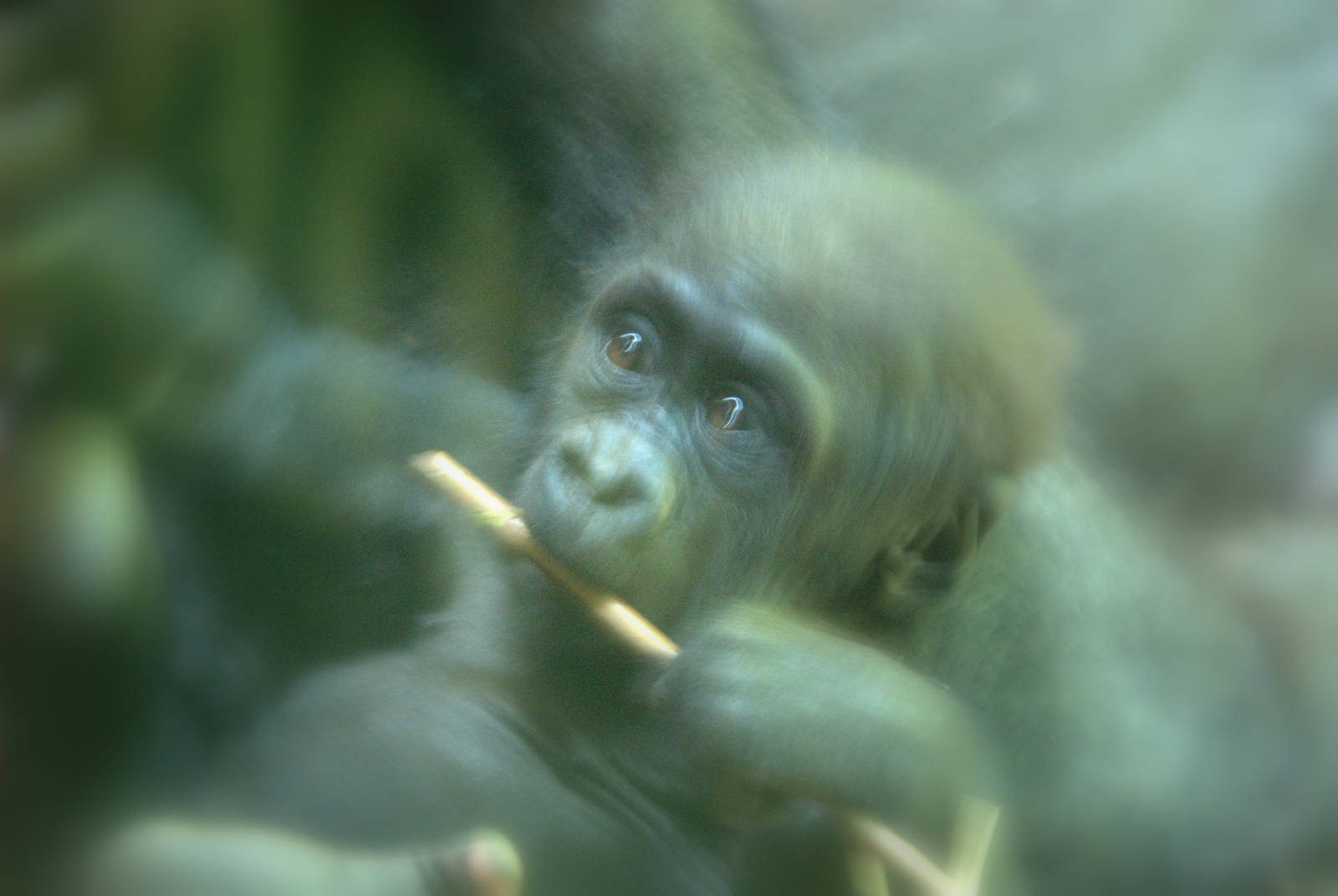 Western Lowland Gorilla