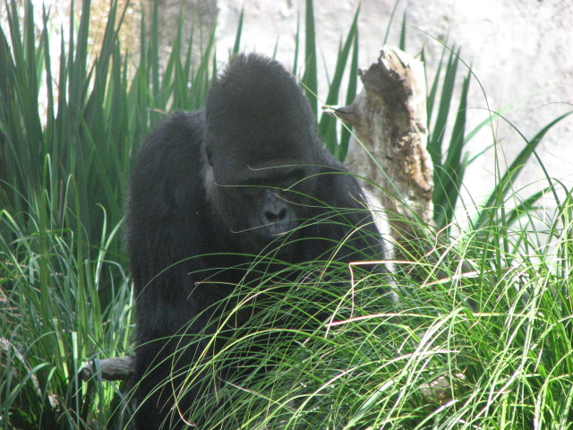 Western Lowland Gorilla