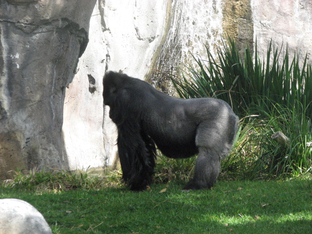 Western Lowland Gorilla