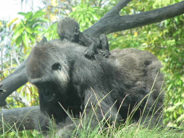 Western Lowland Gorilla