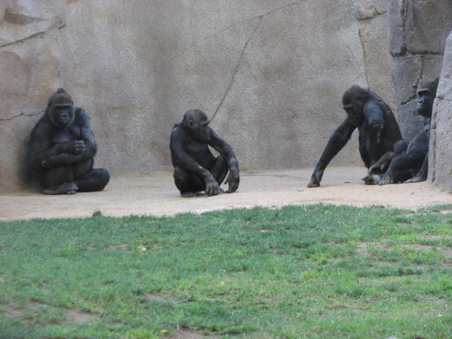 Western Lowland Gorilla