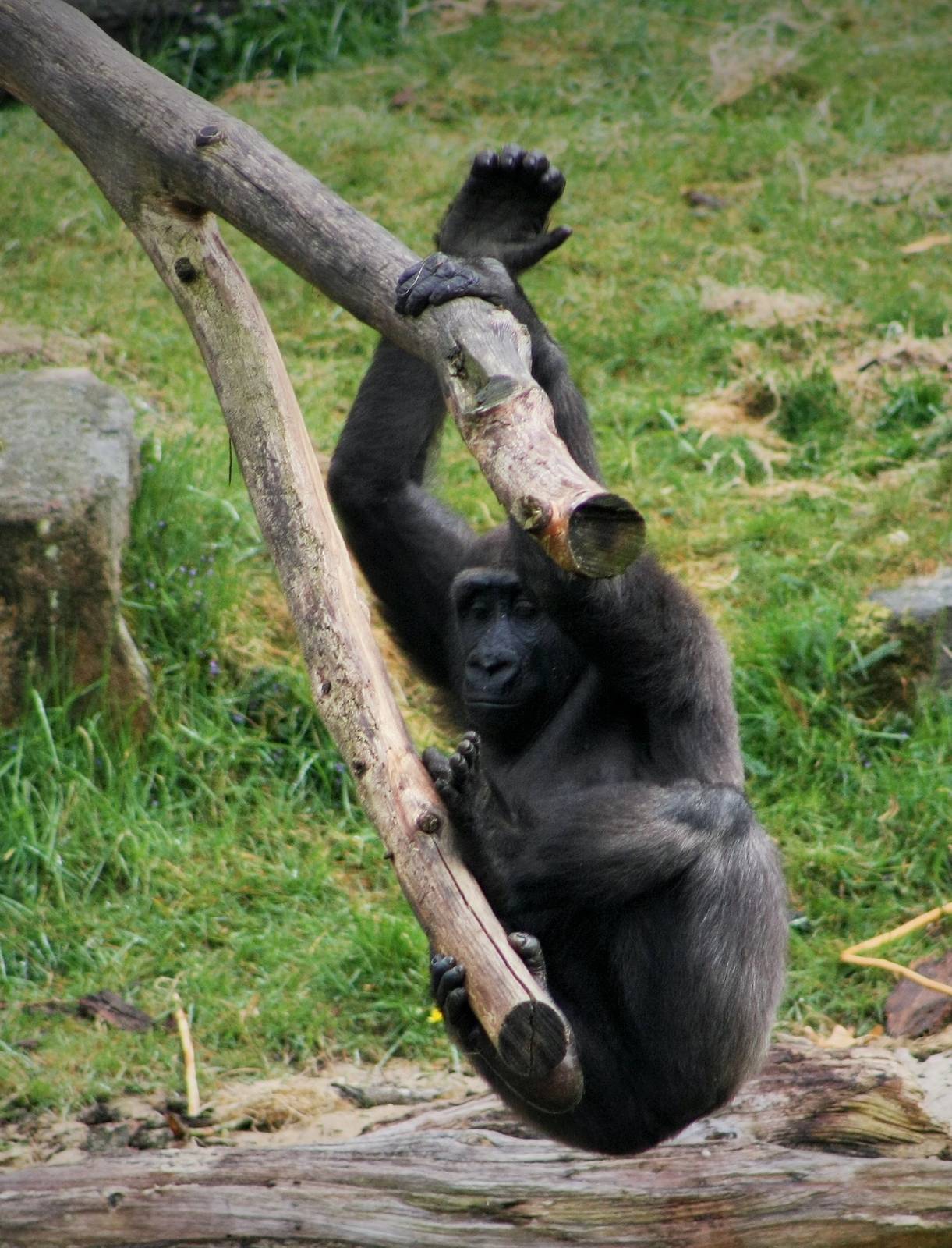 Western Lowland Gorilla