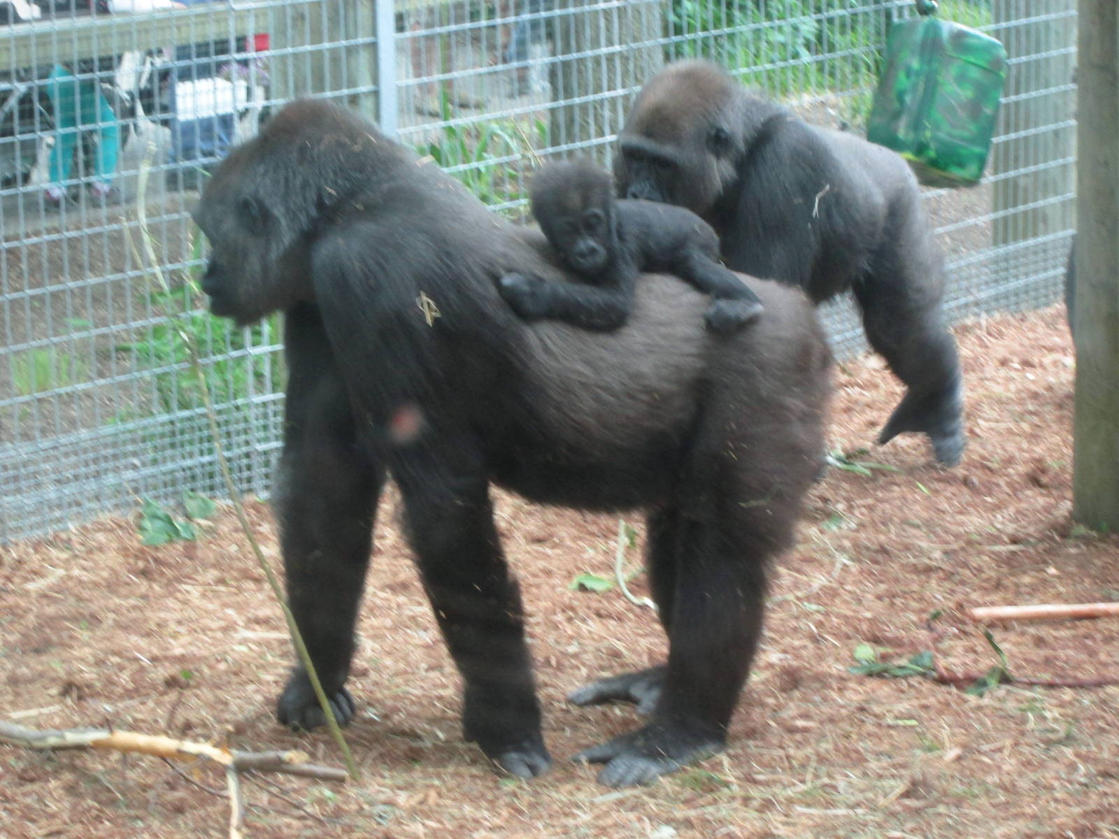 Western Lowland Gorilla