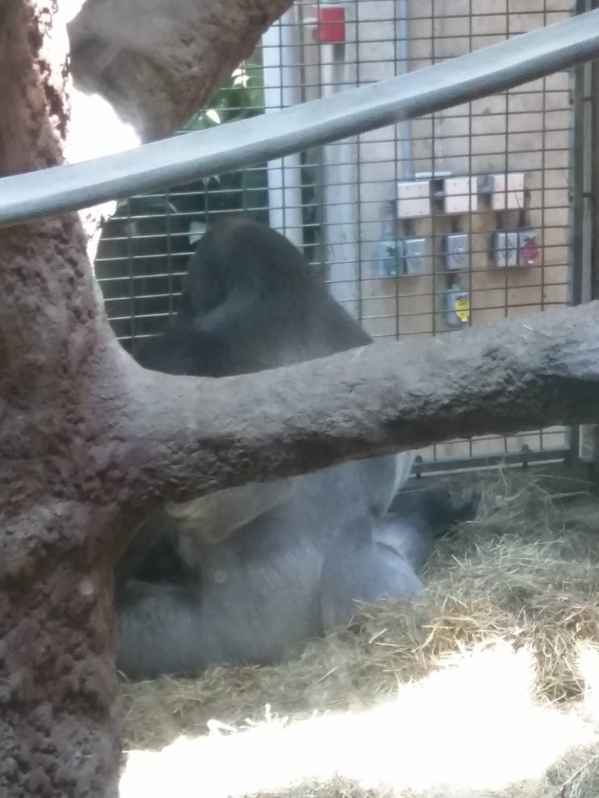 Western Lowland Gorilla