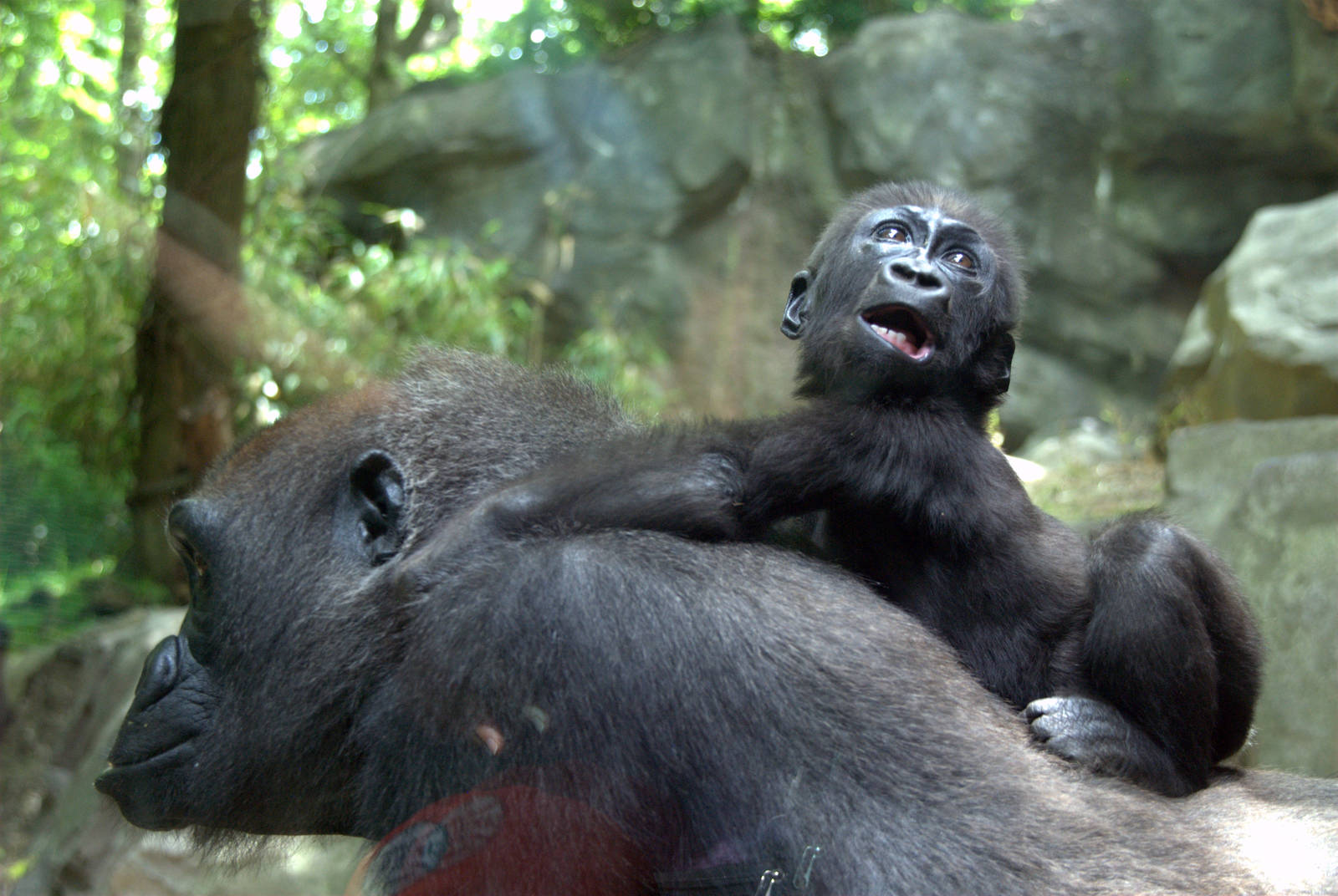 Western Lowland Gorilla
