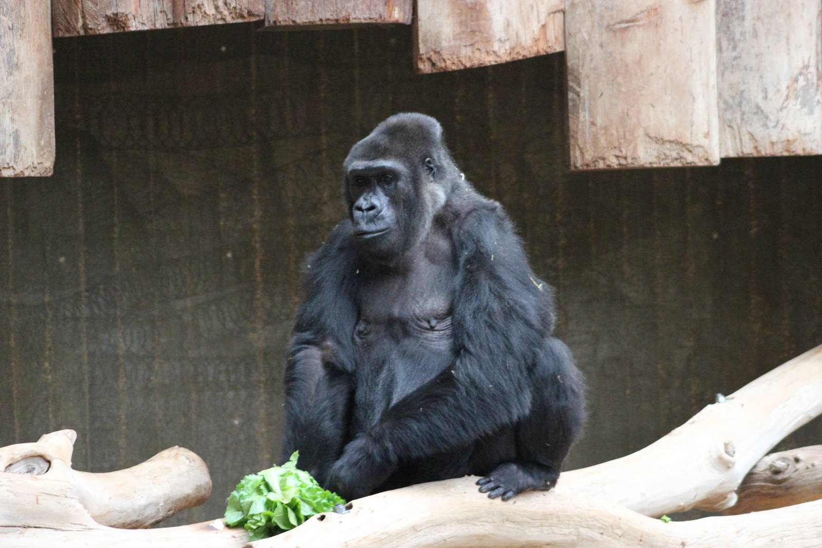 Western lowland gorilla