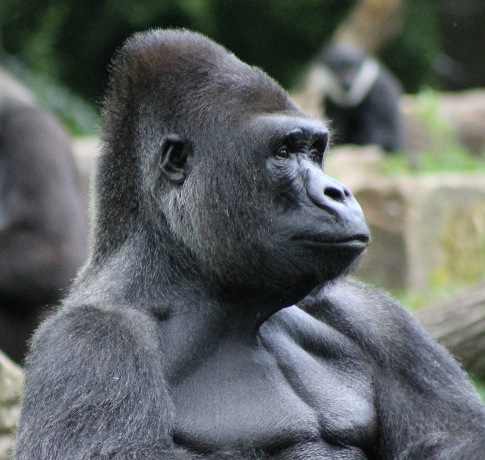 Western lowland gorilla