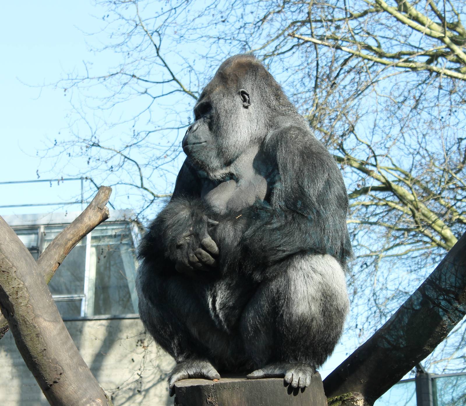 Western lowland gorilla