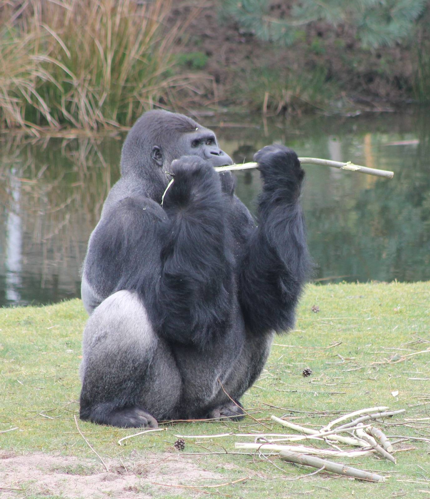 Western lowland gorilla