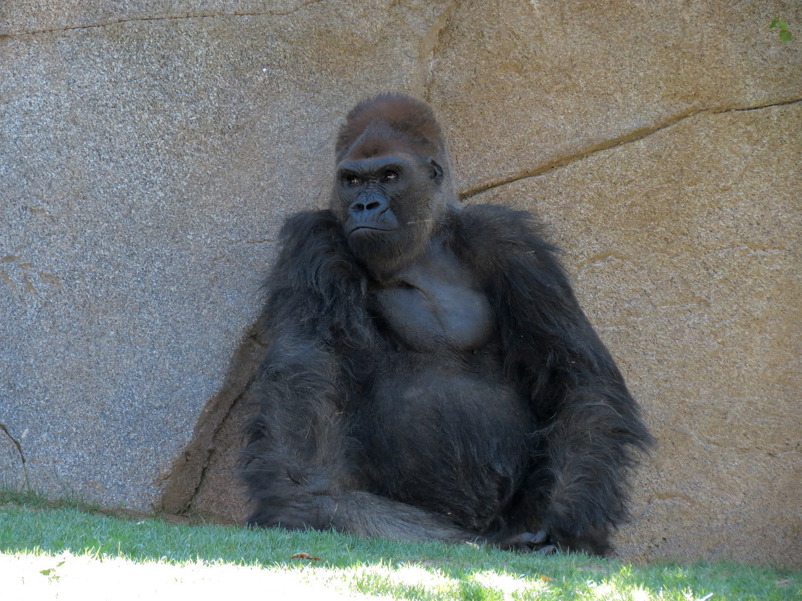 Western Lowland Gorilla