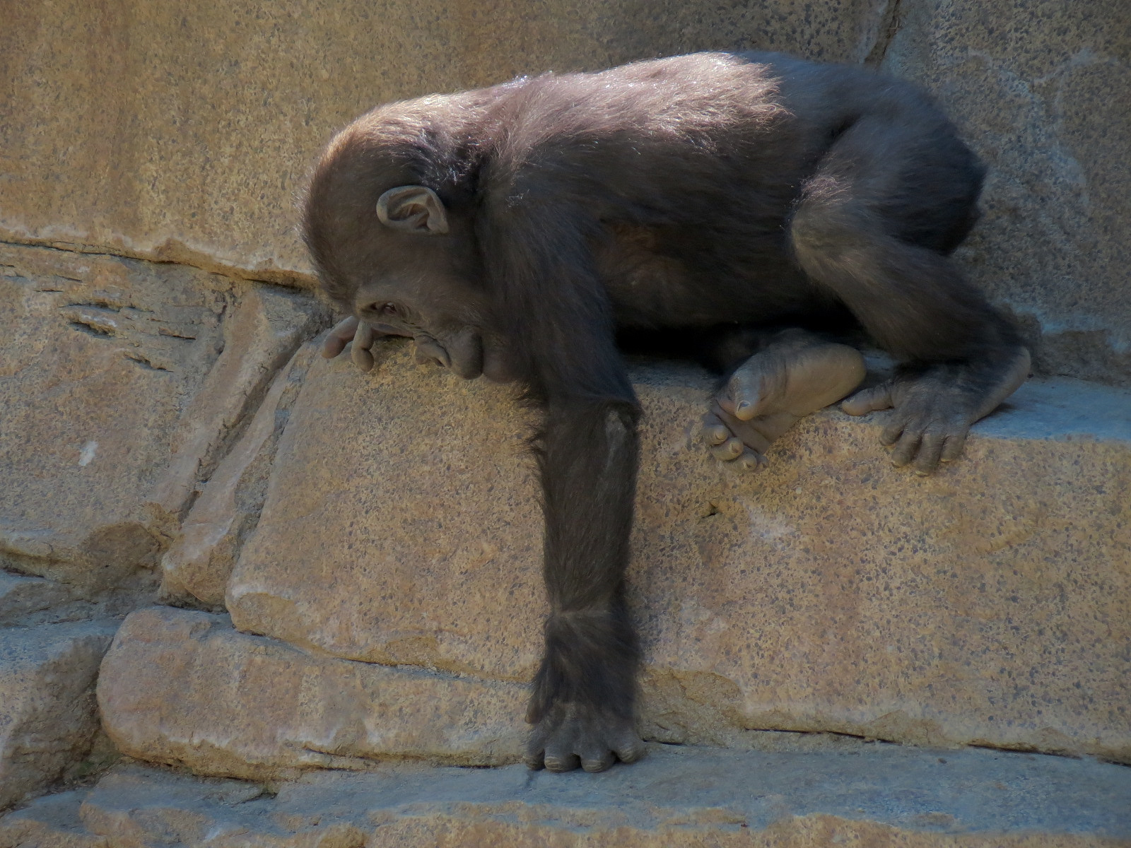 Western Lowland Gorilla