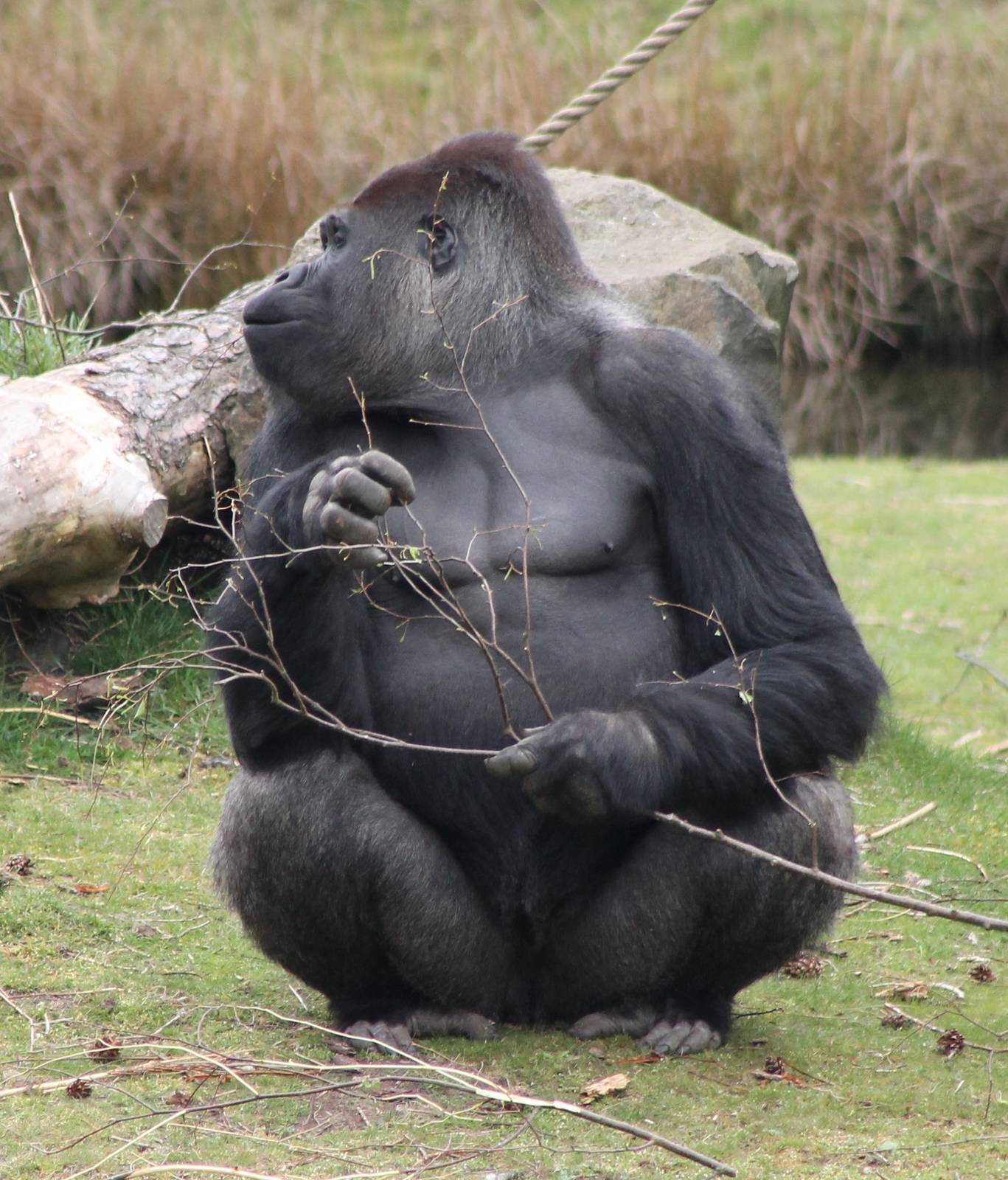 Western lowland gorilla