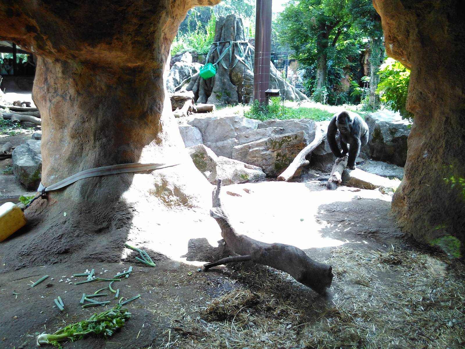 Western lowland gorilla