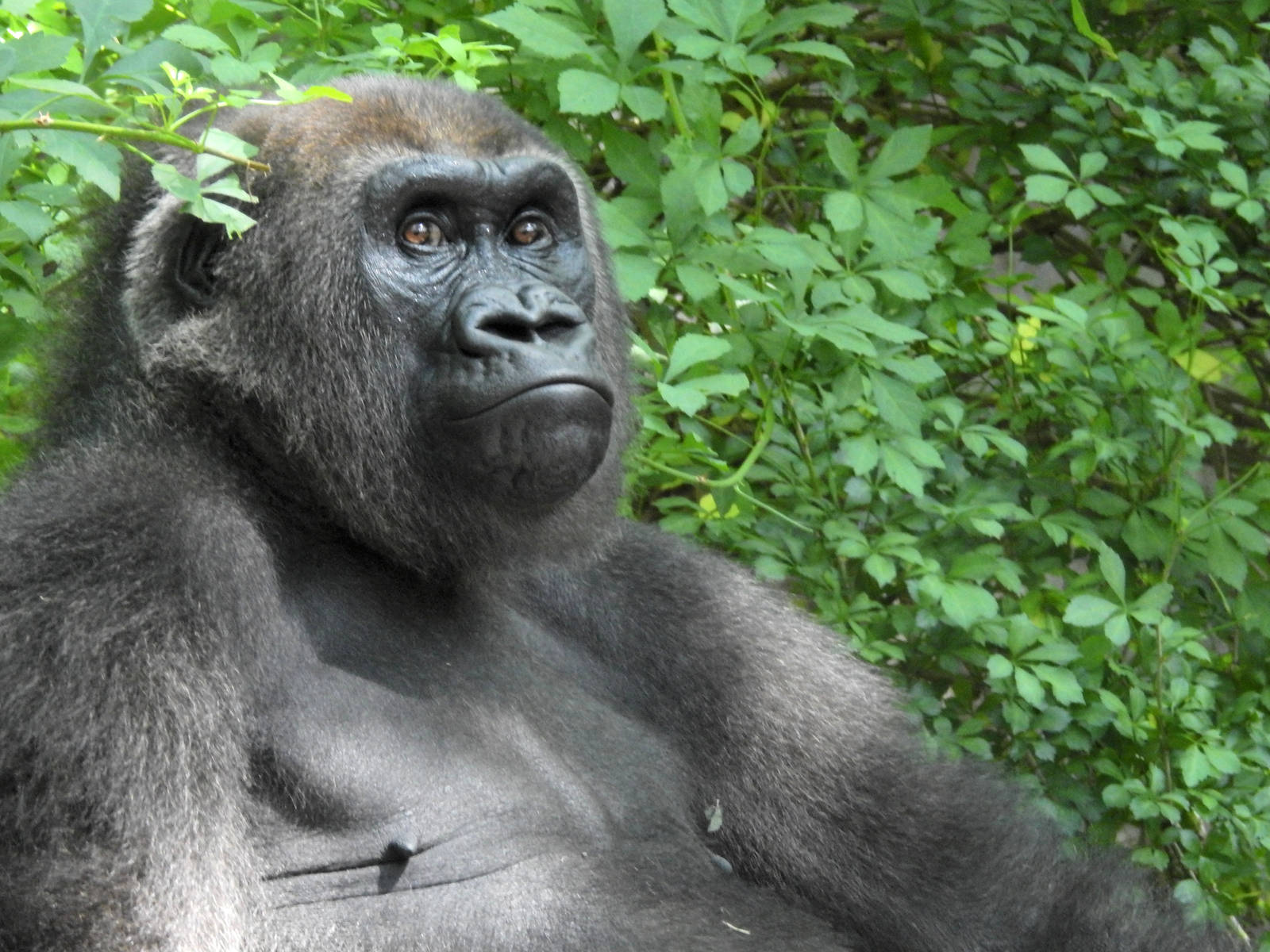 Western Lowland Gorilla