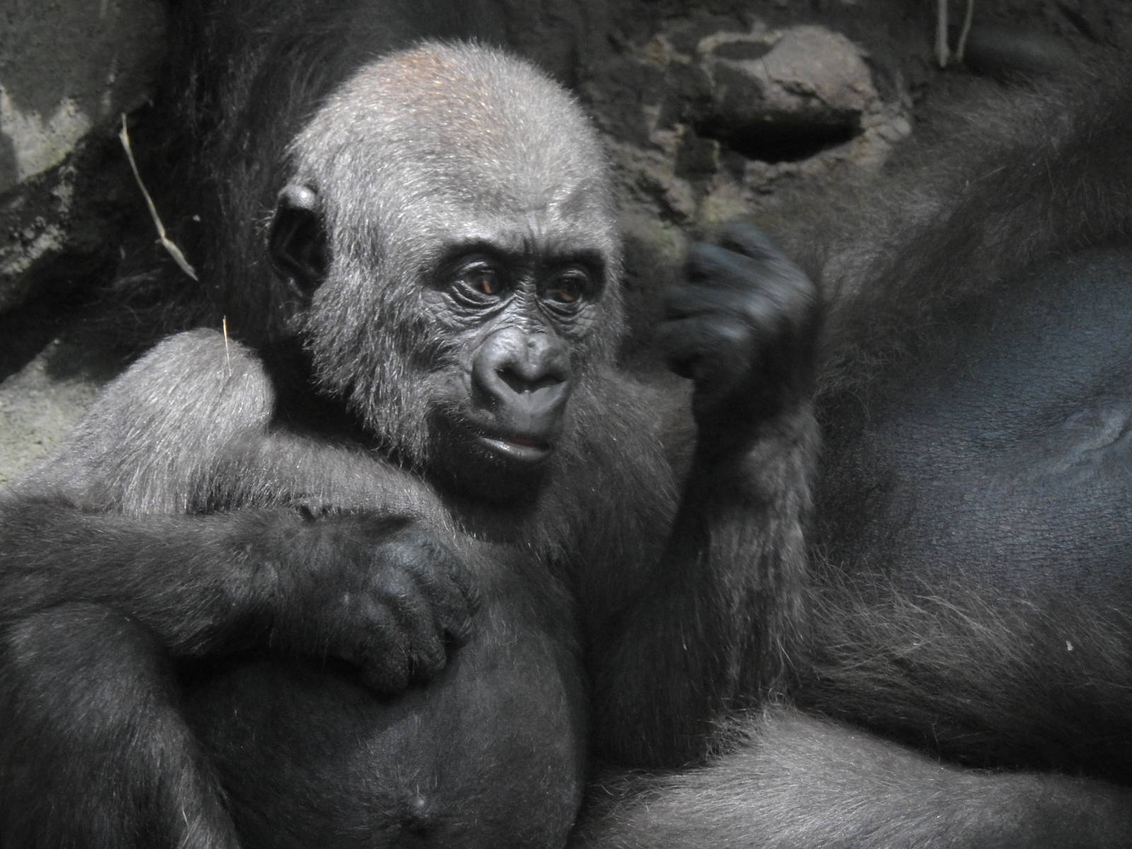 Western Lowland Gorilla