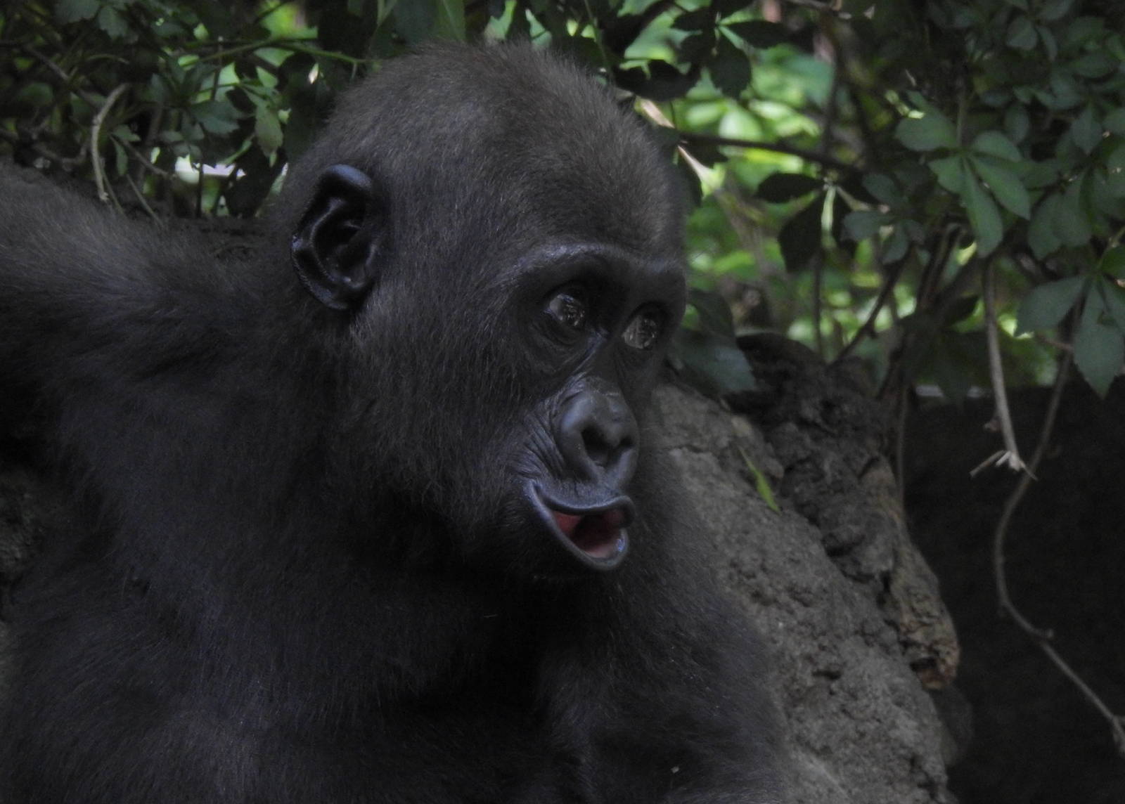 Western Lowland Gorilla