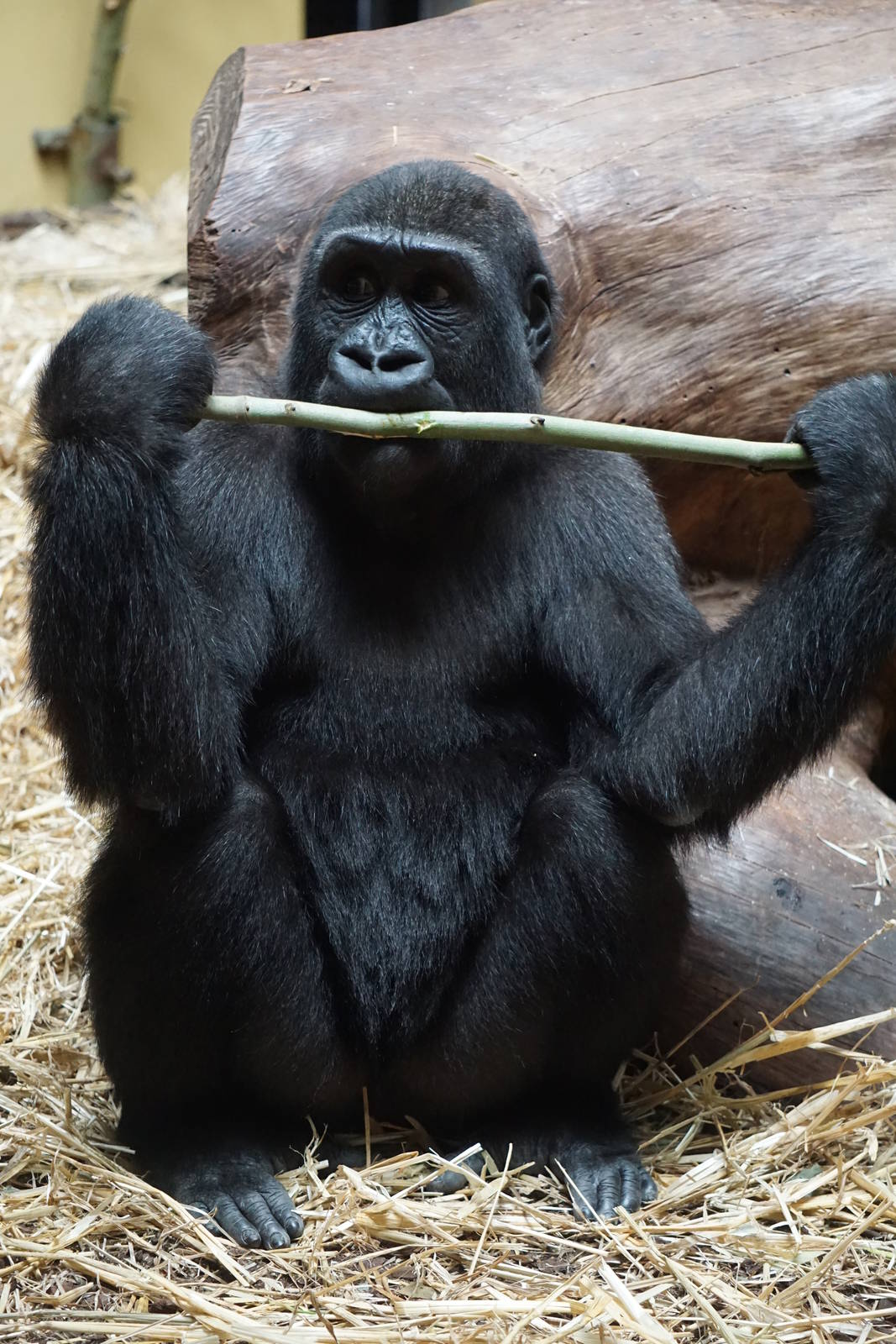 Western Lowland Gorilla