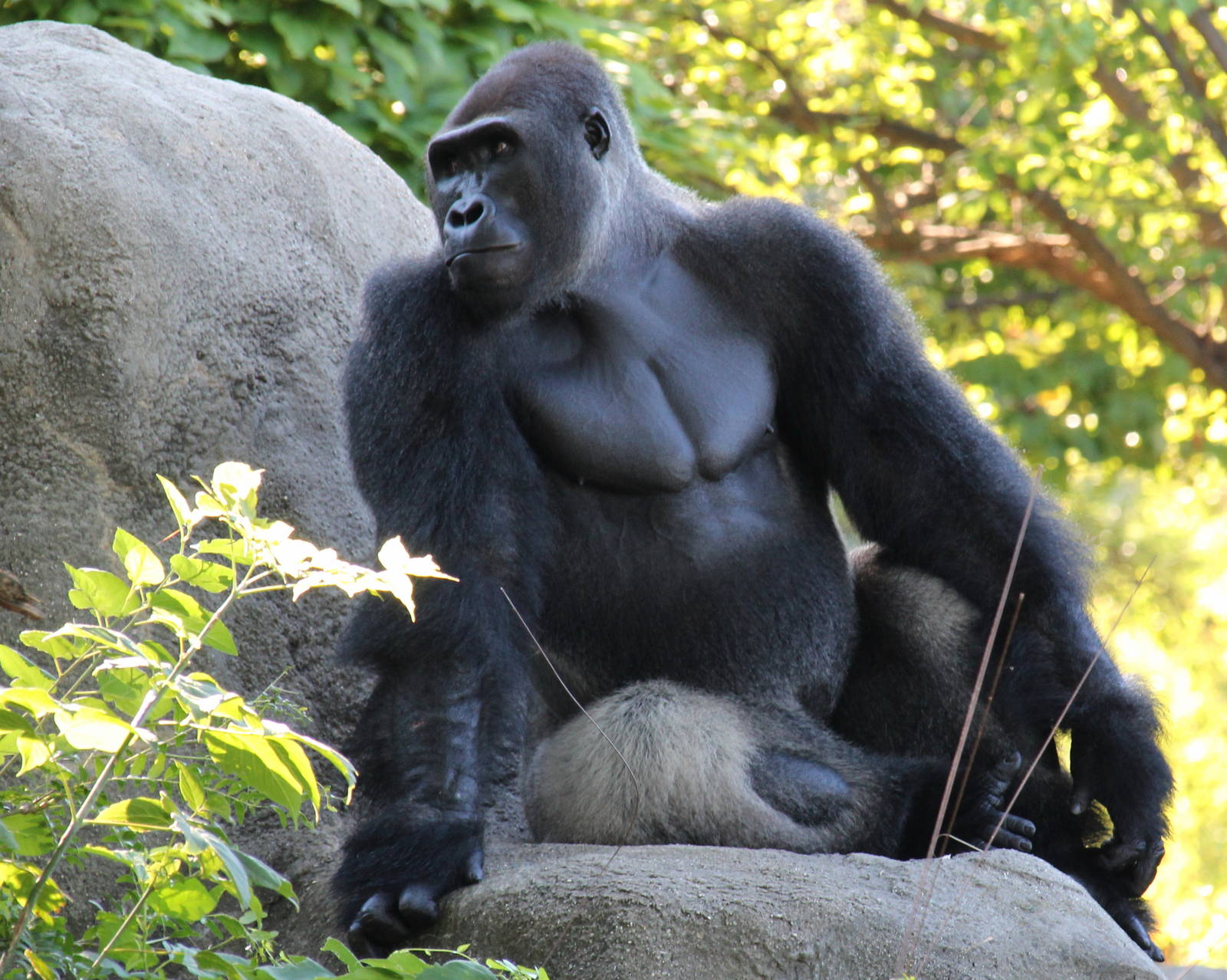 Western Lowland Gorilla