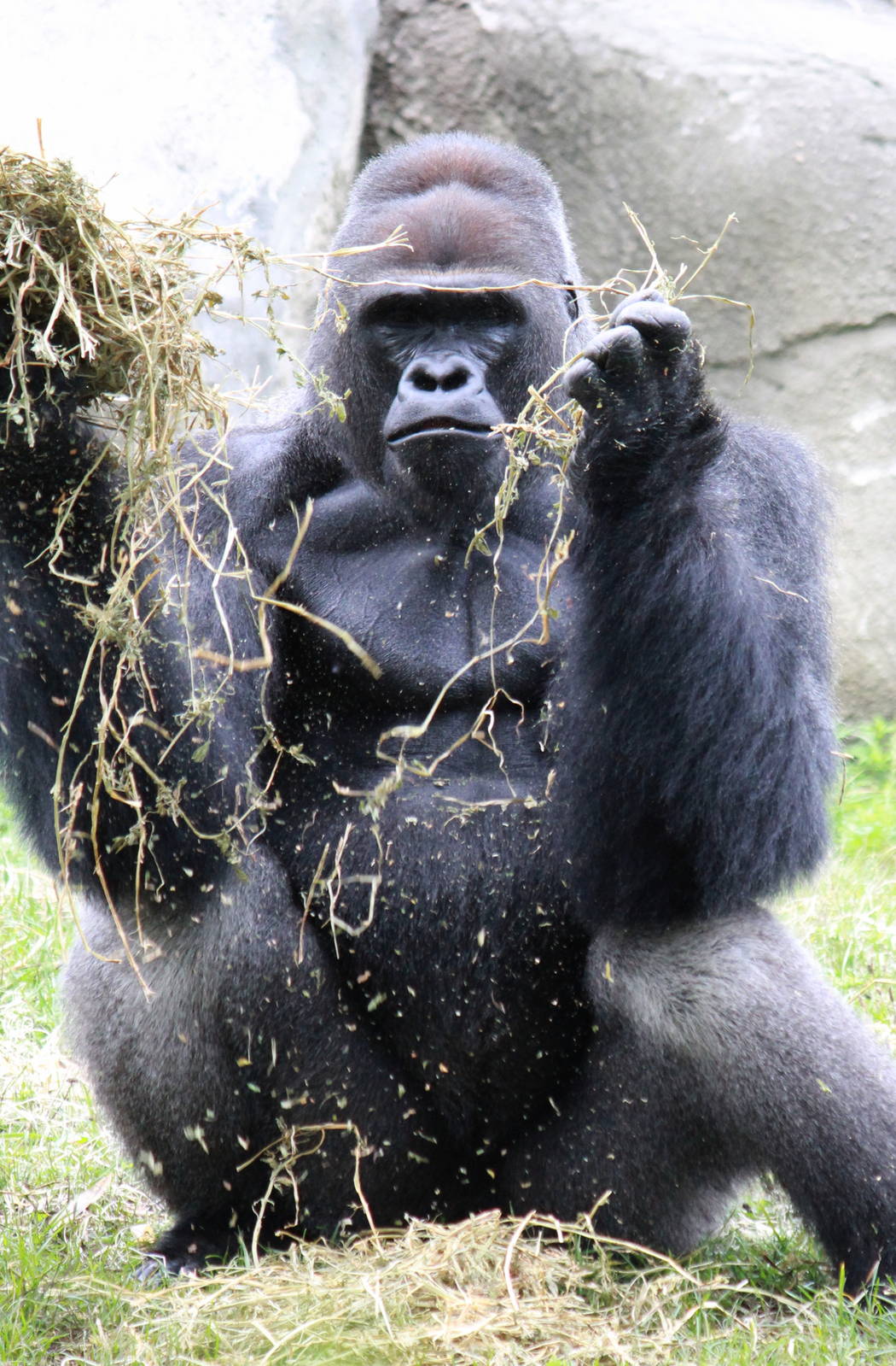 Western Lowland Gorilla