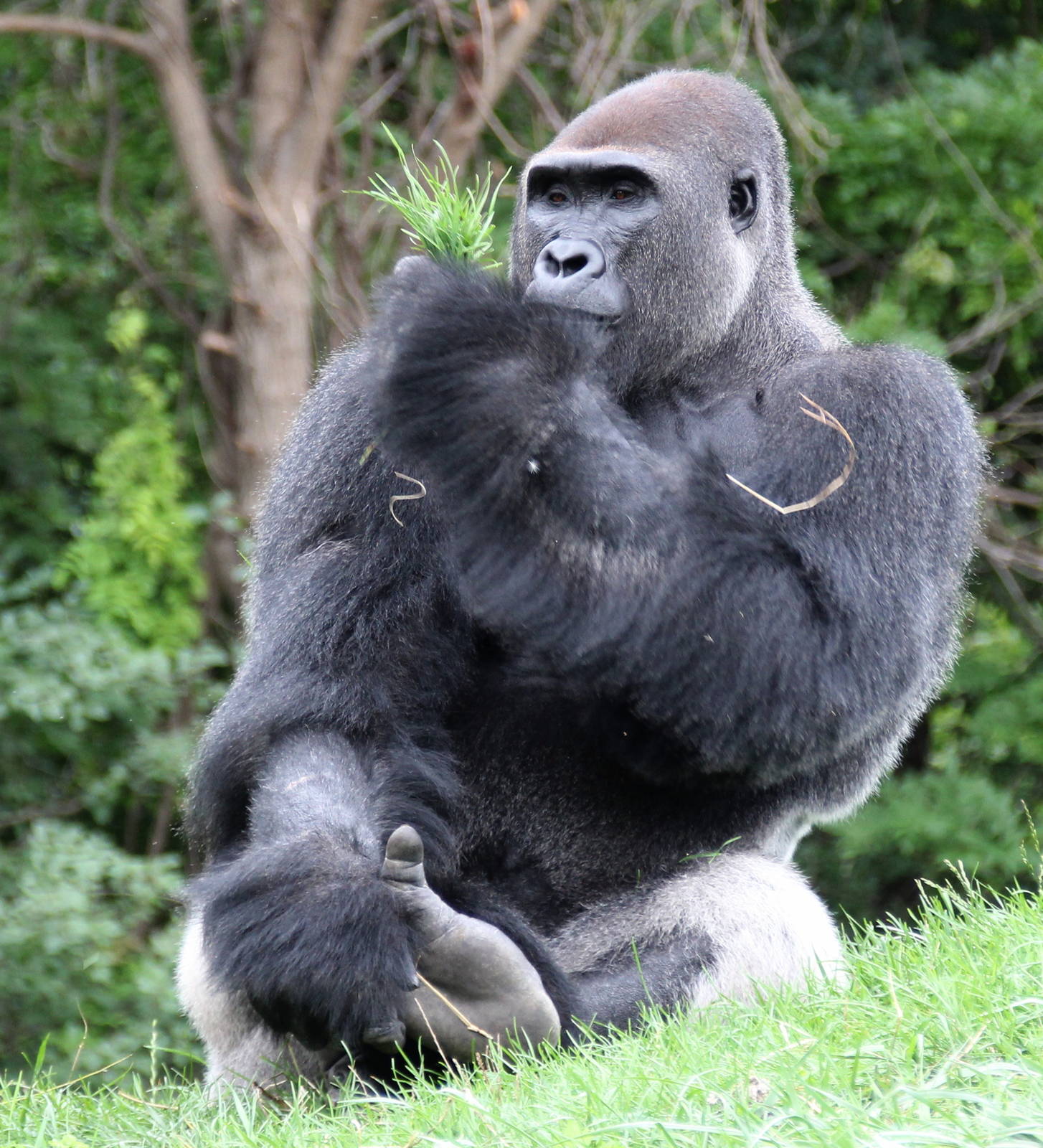 Western Lowland Gorilla