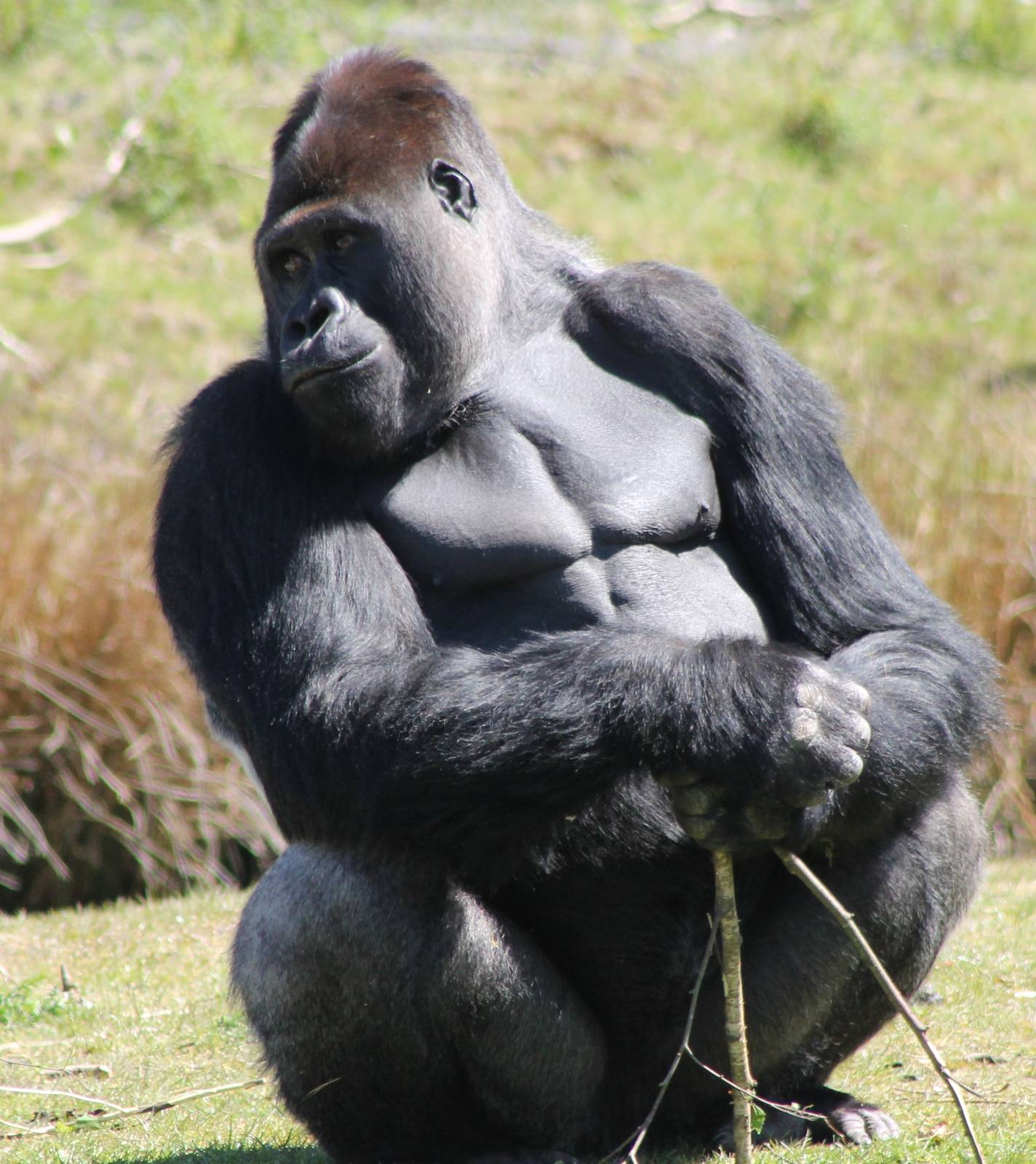 Western lowland gorilla