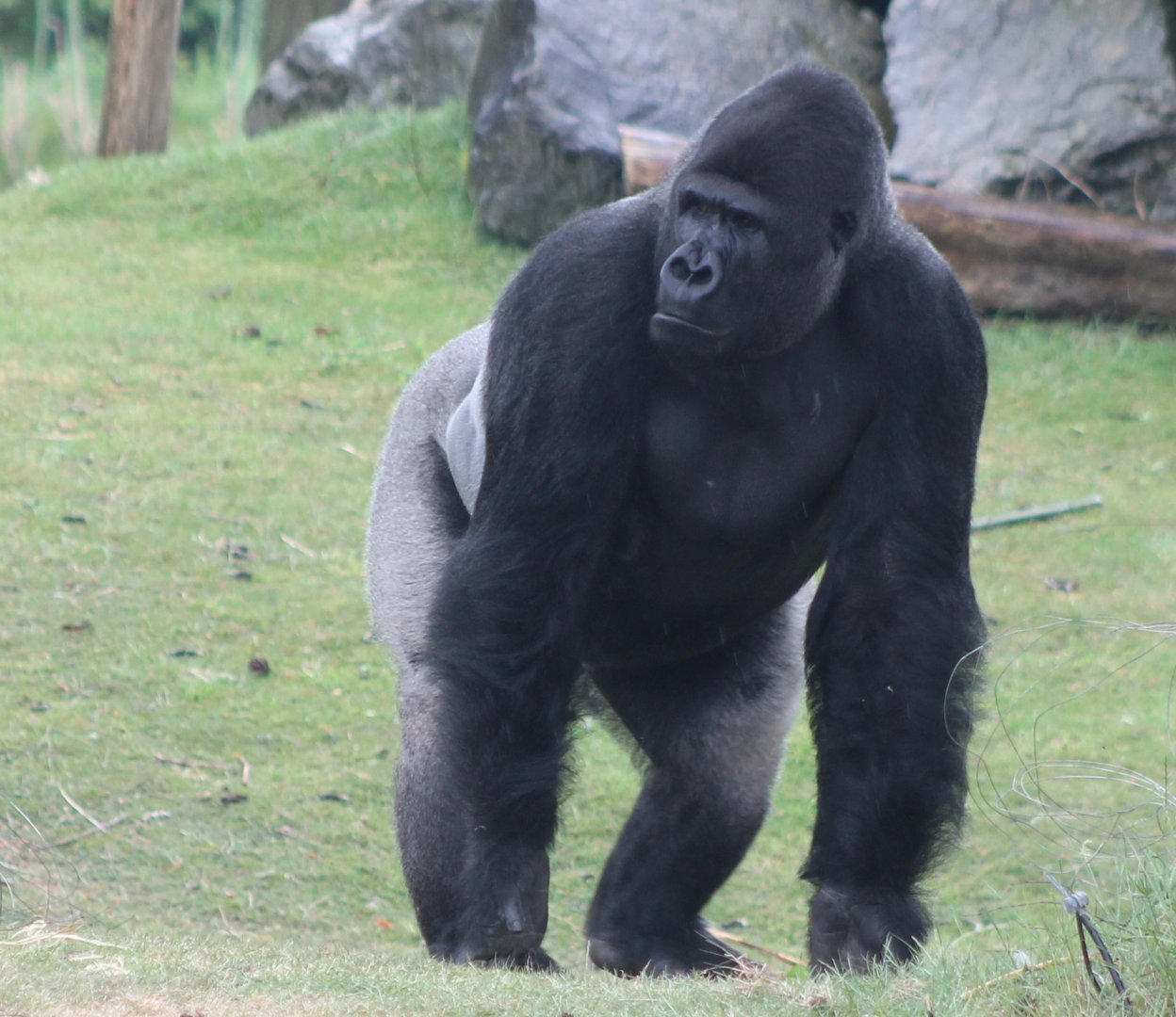 Western lowland gorilla