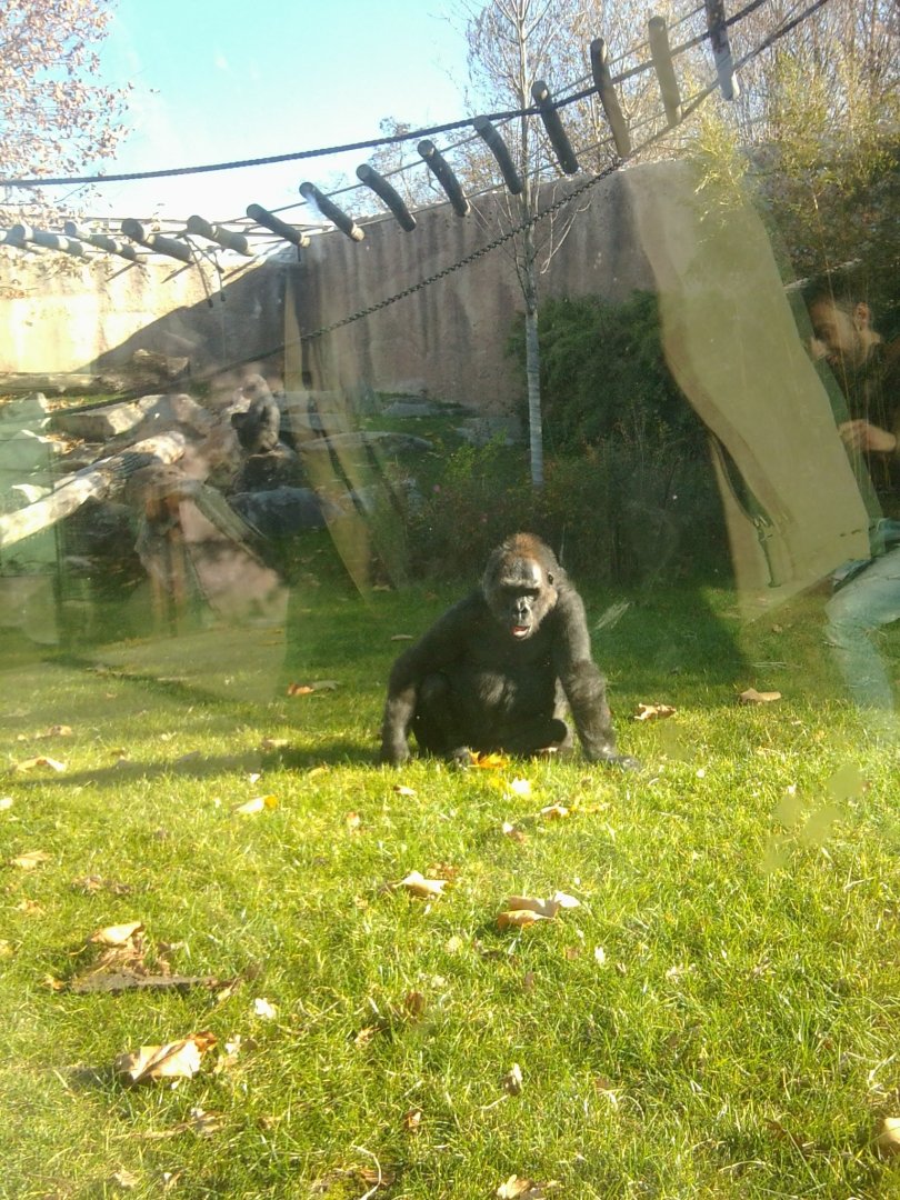 Western lowland gorilla