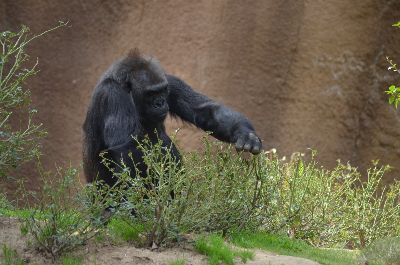 Western Lowland Gorilla