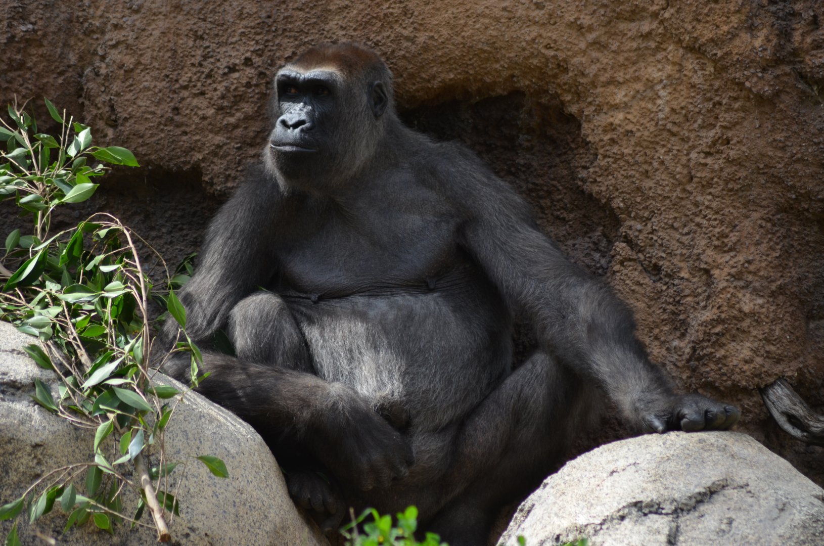 Western Lowland Gorilla