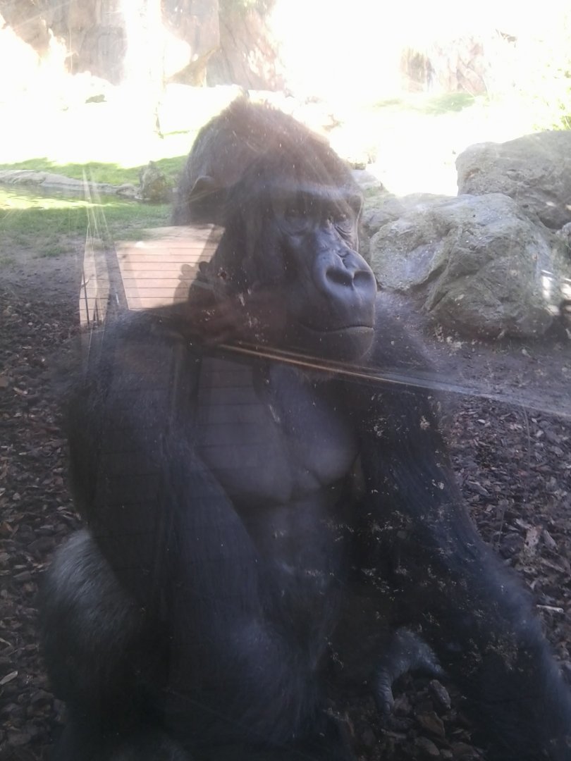 Western lowland gorilla