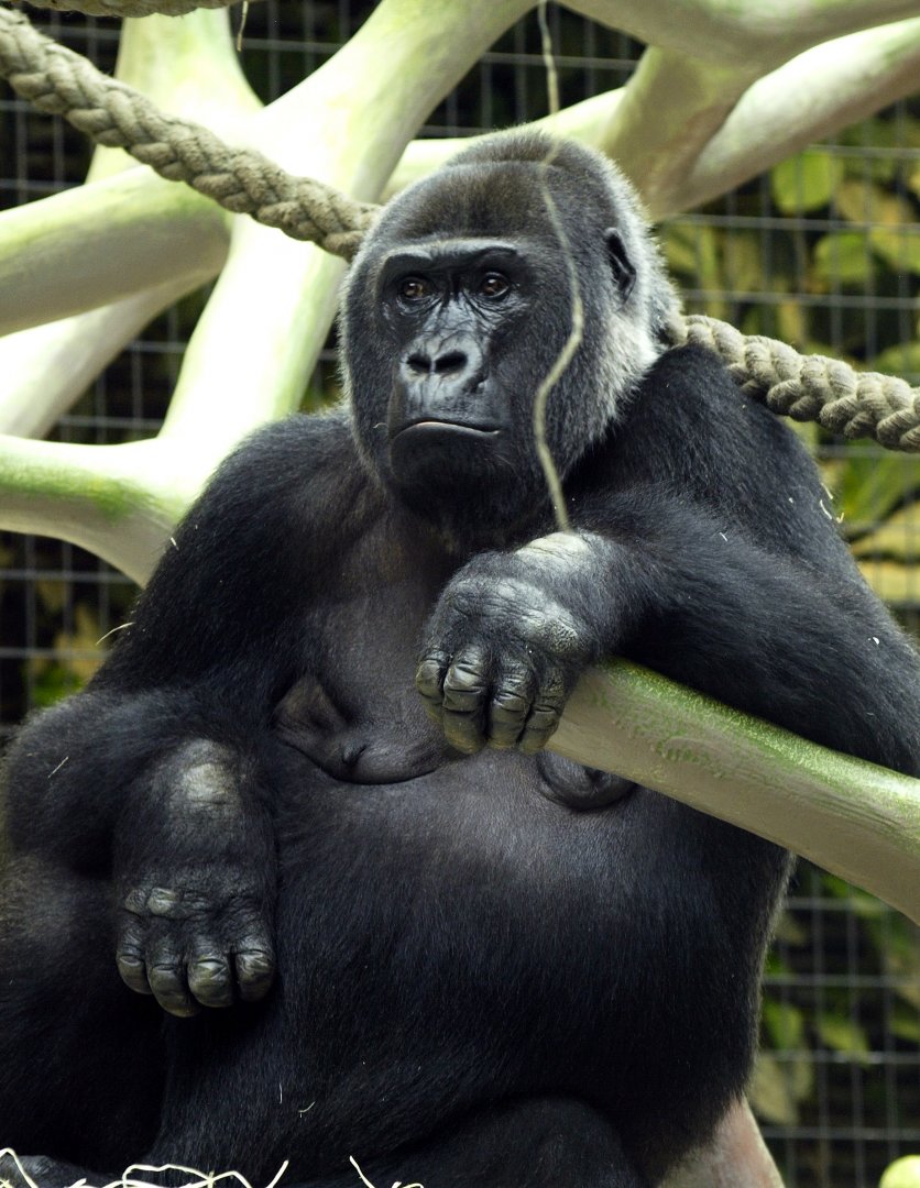 Western lowland gorilla