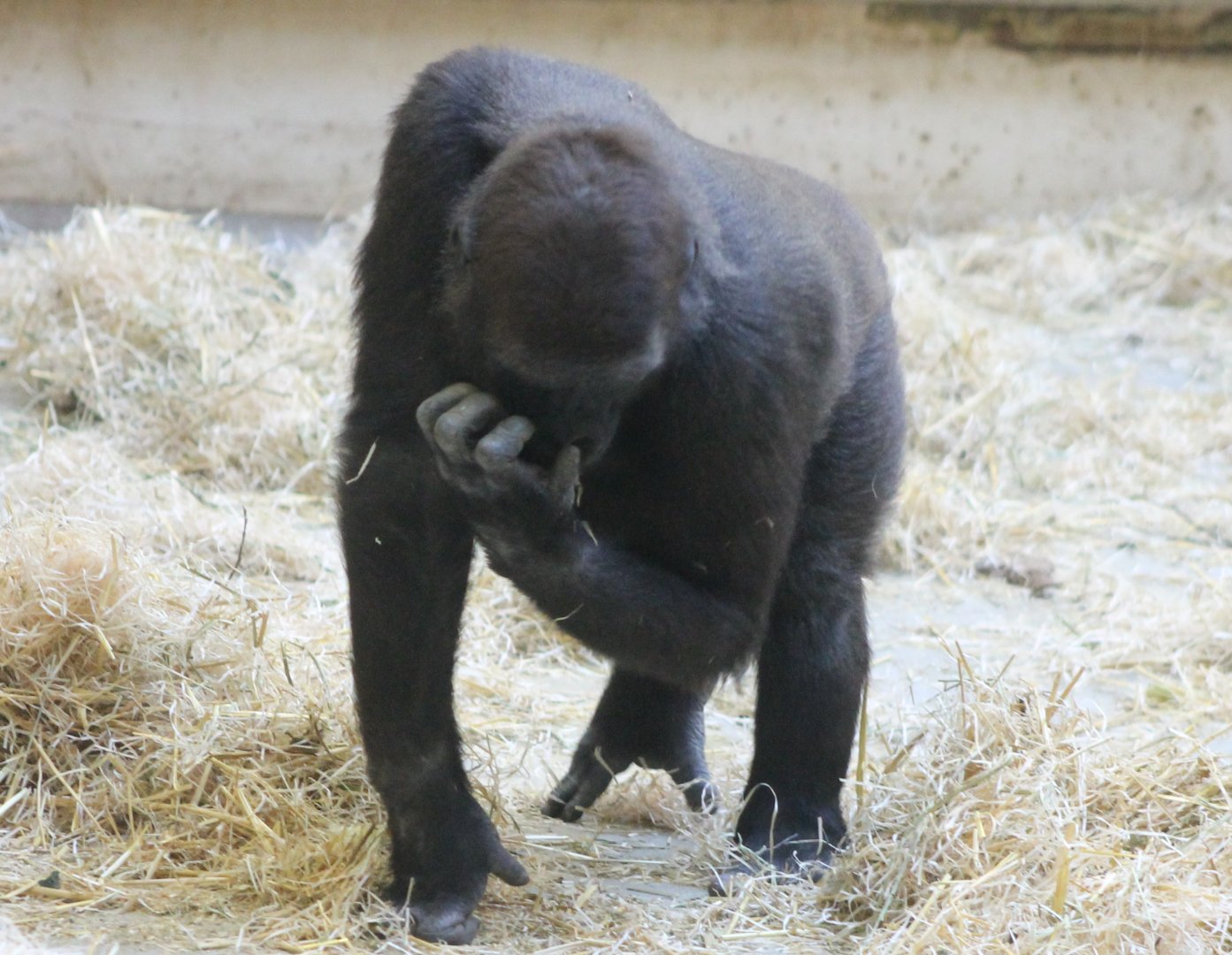 Western lowland gorilla