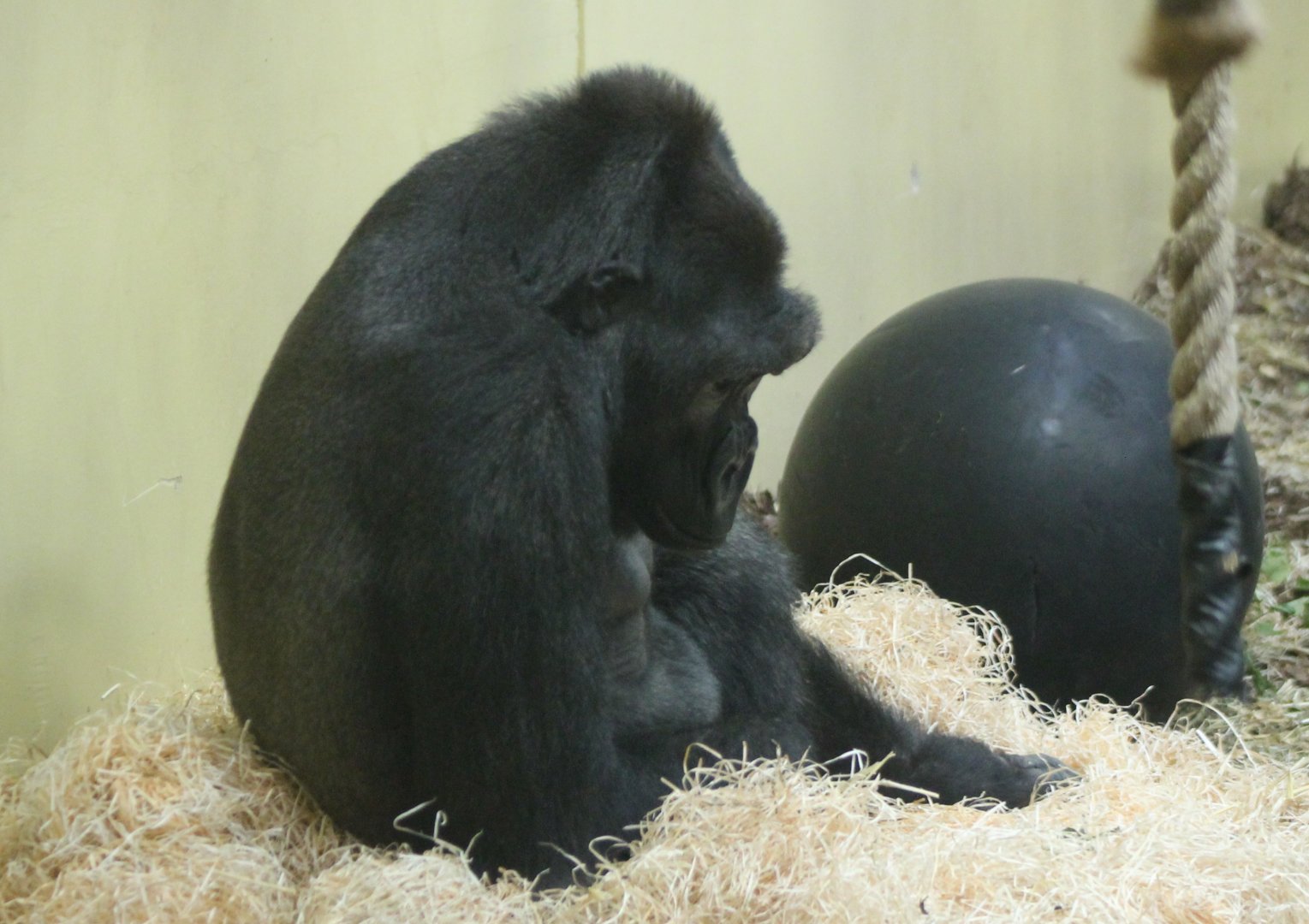 Western lowland gorilla