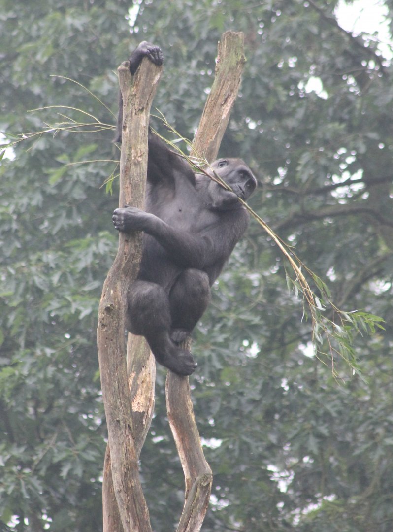 Western lowland gorilla
