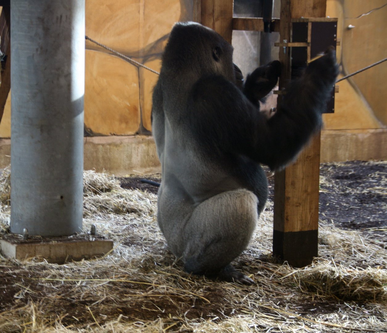 Western lowland gorilla