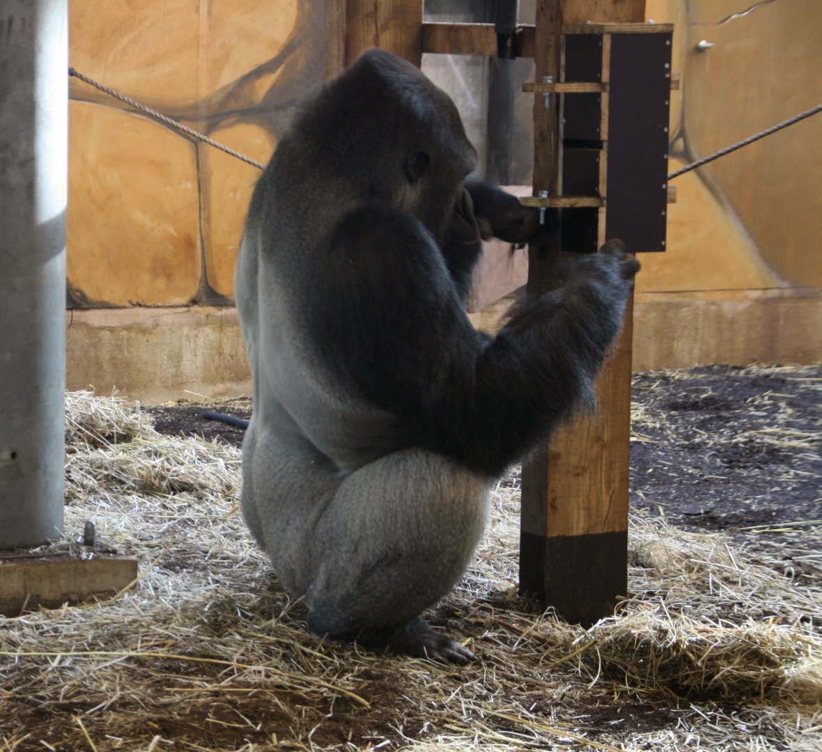 Western lowland gorilla