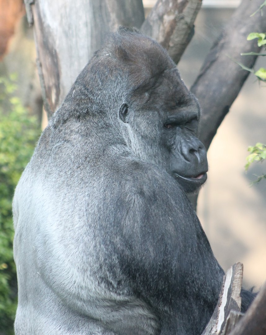 Western lowland gorilla