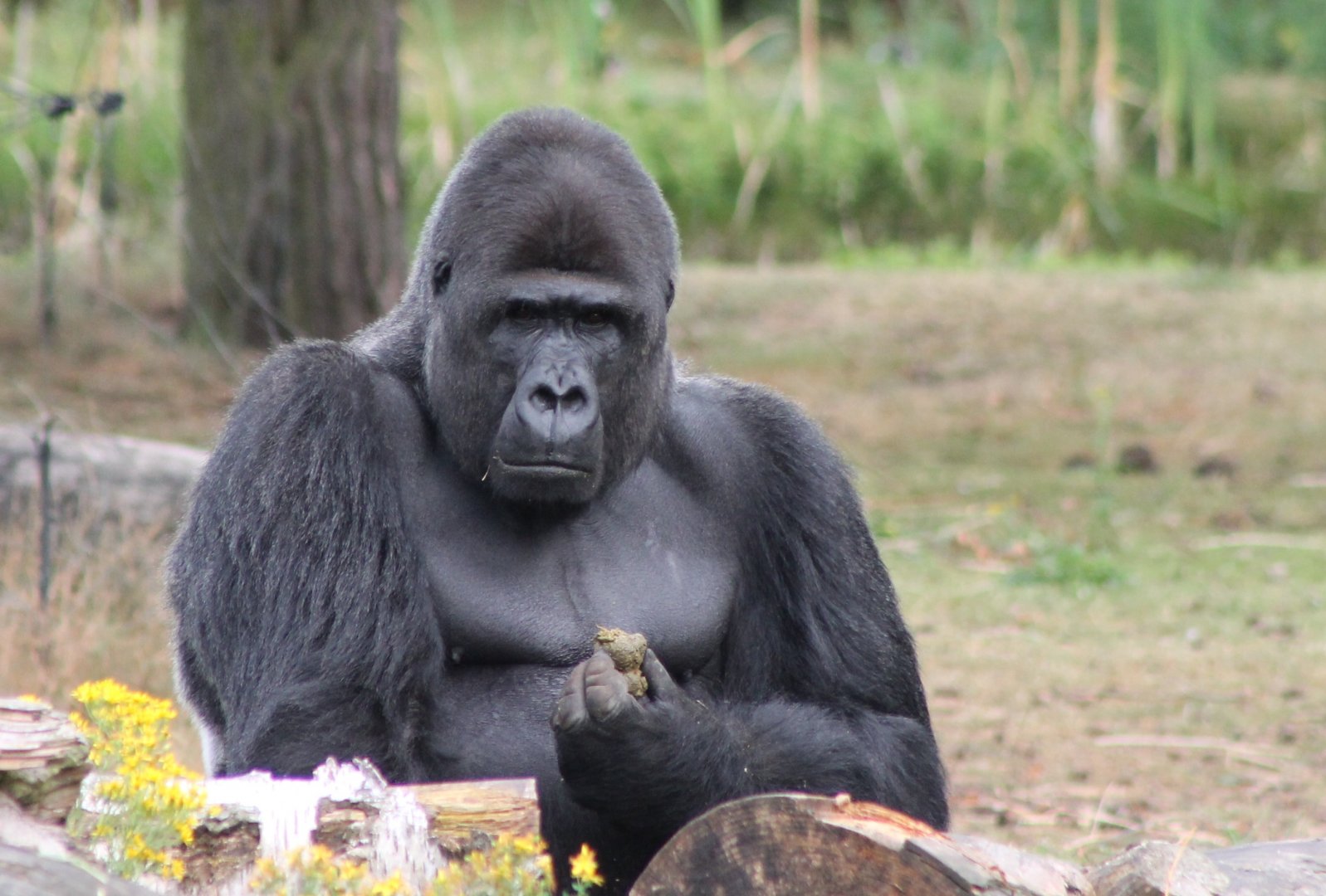 Western lowland gorilla