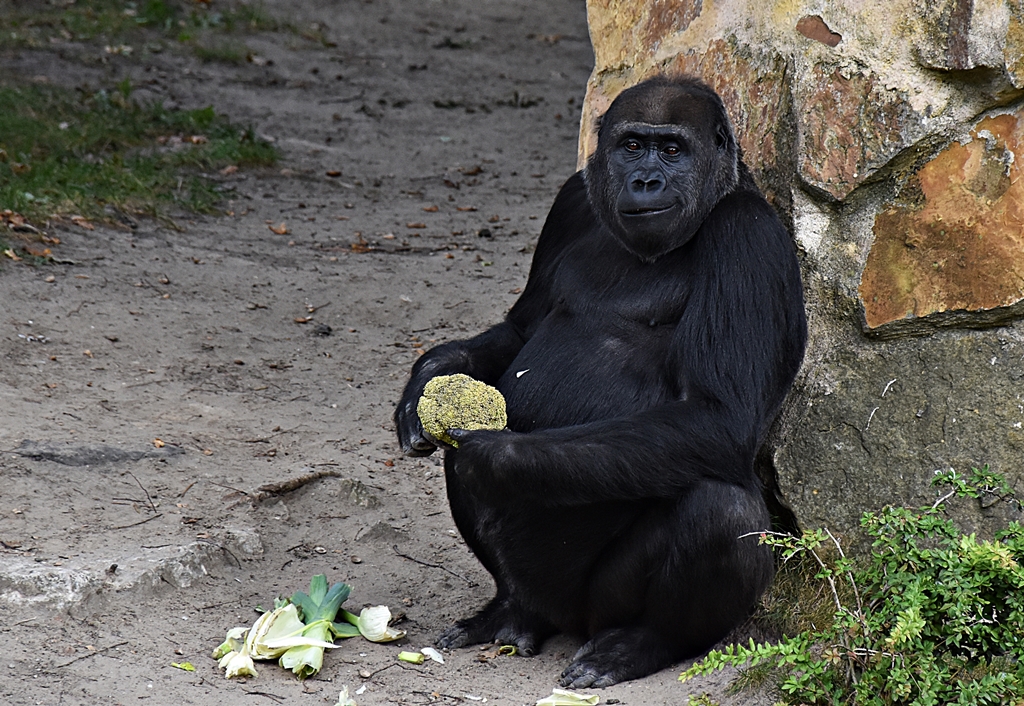 Western lowland gorilla