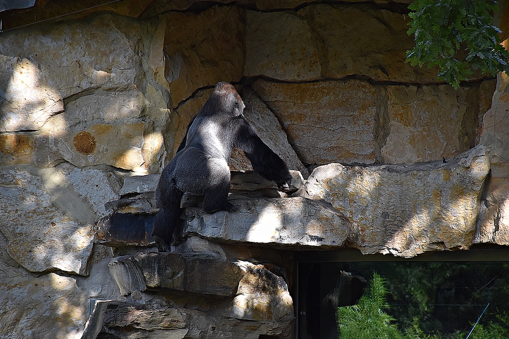 Western lowland gorilla