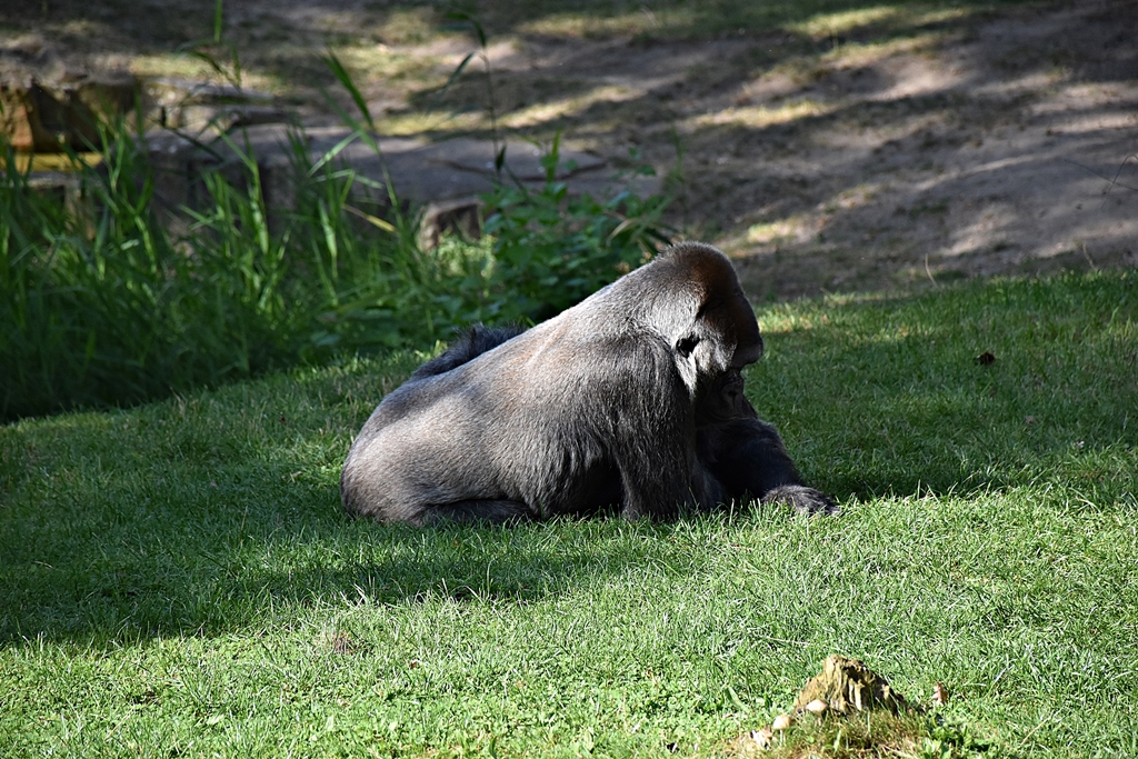 Western lowland gorilla