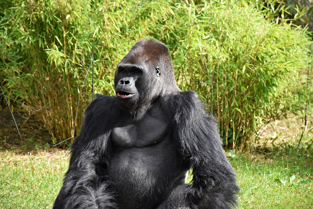Western lowland gorilla