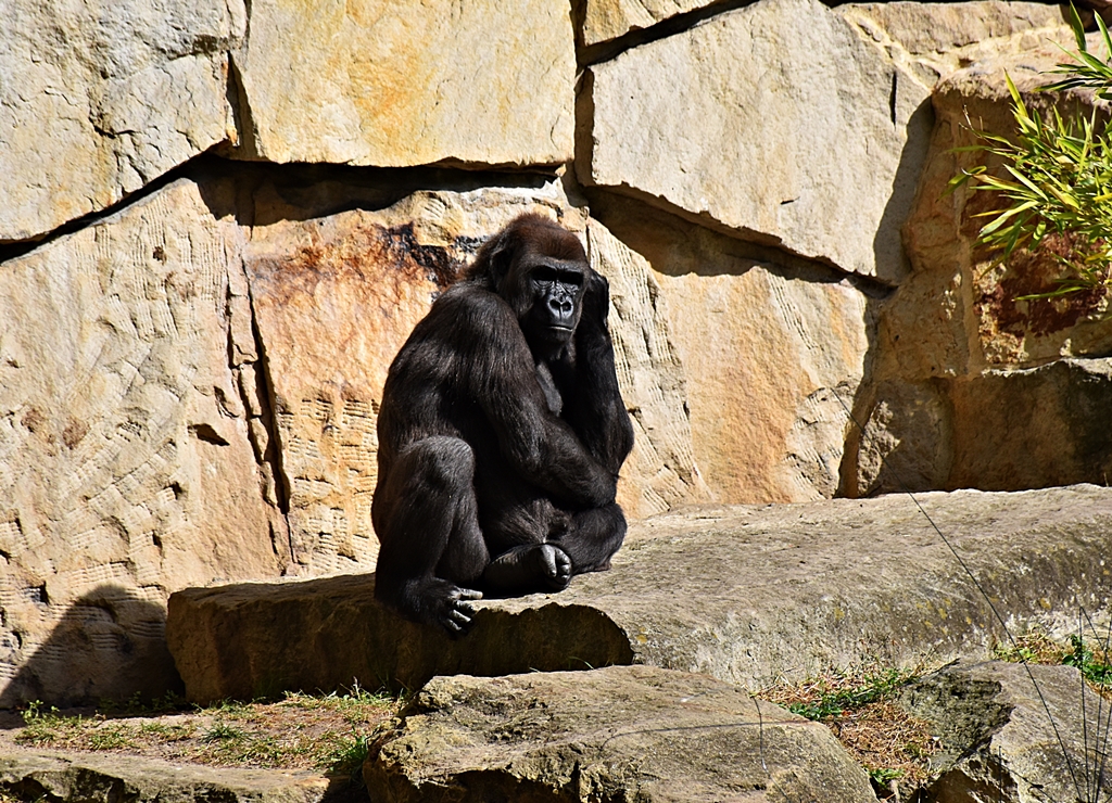 Western lowland gorilla