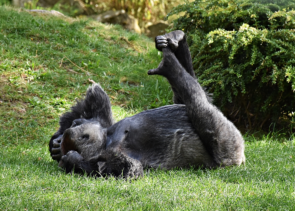 Western lowland gorilla
