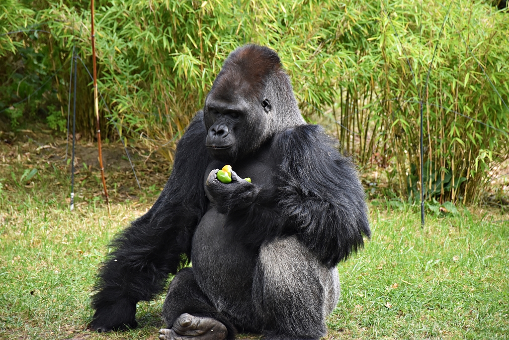 Western lowland gorilla