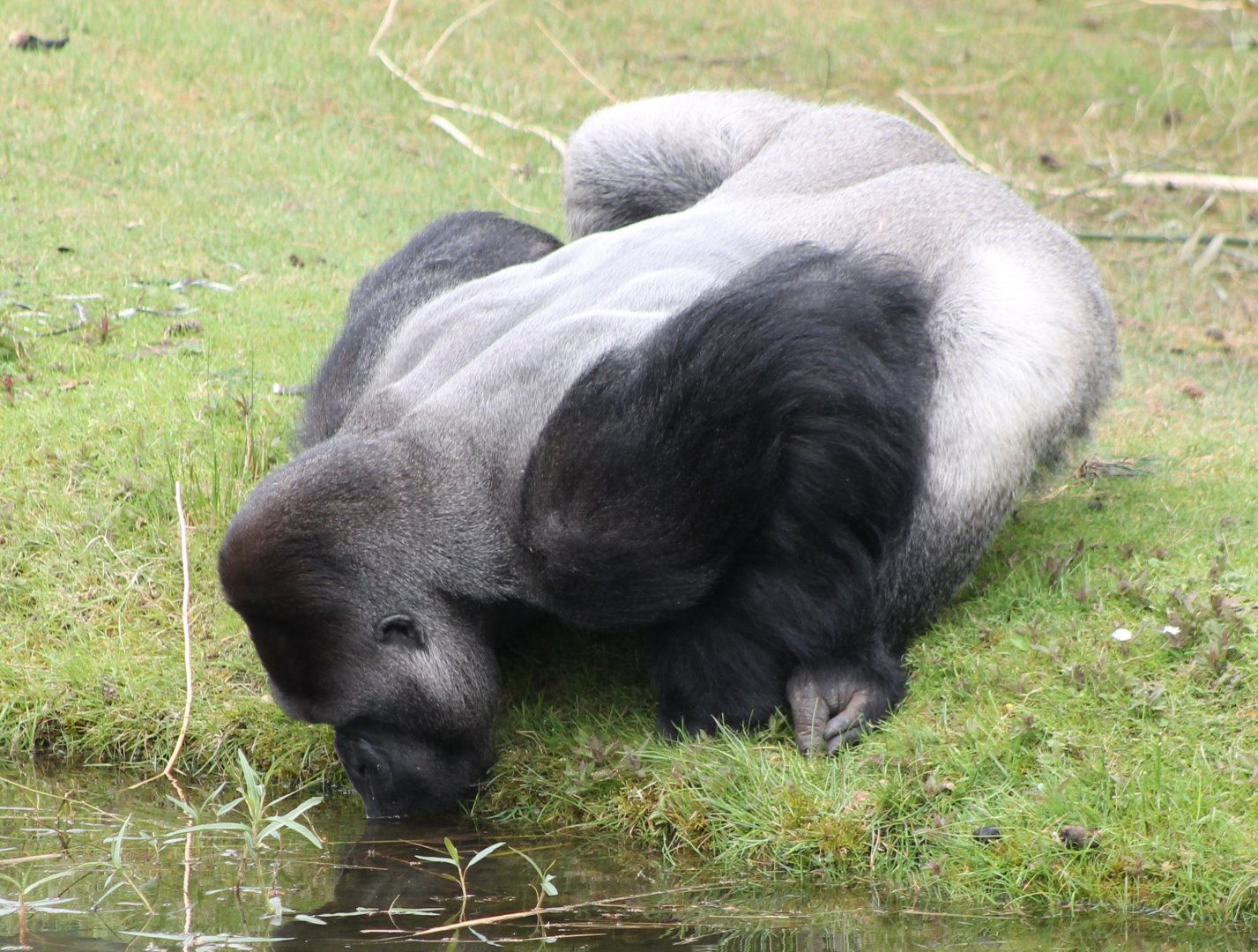 Western lowland gorilla