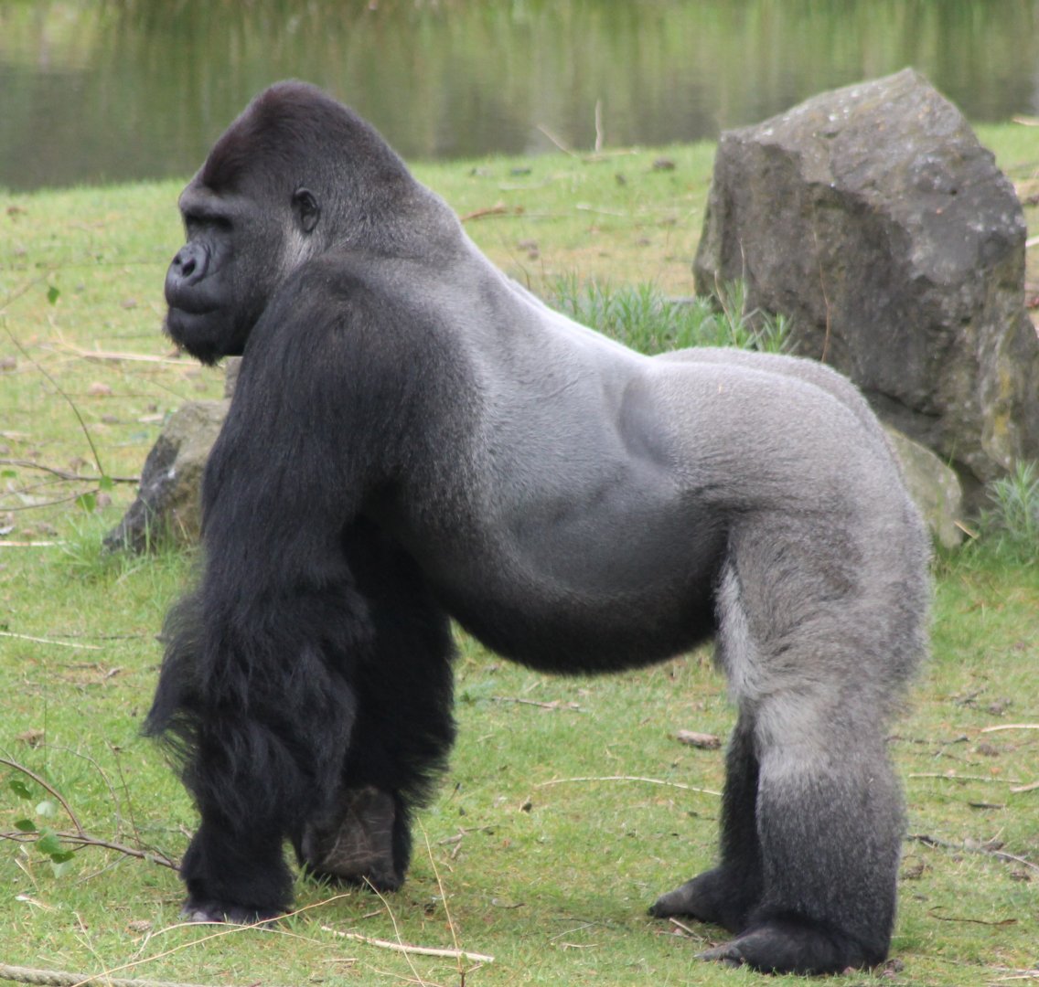 Western lowland gorilla